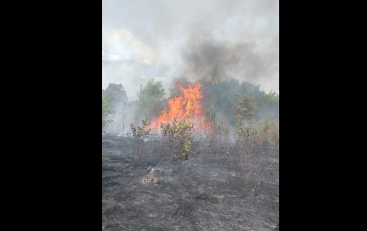 Incendiu de vegetație la Tăuții de Sus. 30 de persoane intervin pentru lichidarea unui incendiu