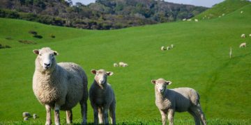 Avertisment pentru crescătorii de oi și capre, de la DSV Maramureș