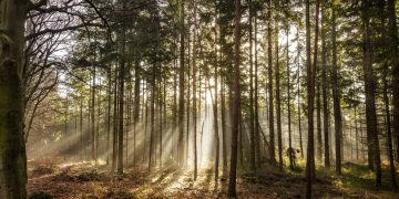 Cum stă Maramureșul la regenerarea pădurilor