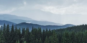 Peste 70.000 de metri cubi de lemn vândut către populație, în Maramureș