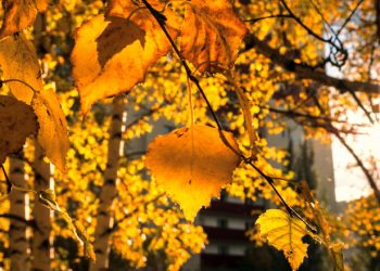 Aflăm de la meteorologi: prognoza pentru următoarele 4 săptămâni