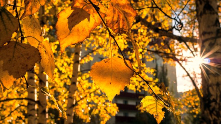 Aflăm de la meteorologi: prognoza pentru următoarele 4 săptămâni