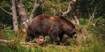 Vânătoarea de urs între necesitate și goana după trofee