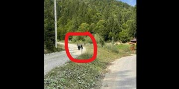 Alertă de urs la Repedea. Cetățenii au fost avertizați prin RoAlert