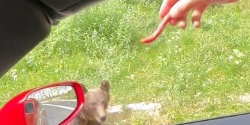 Români amendați pentru că au hrănit un urs, din mașină