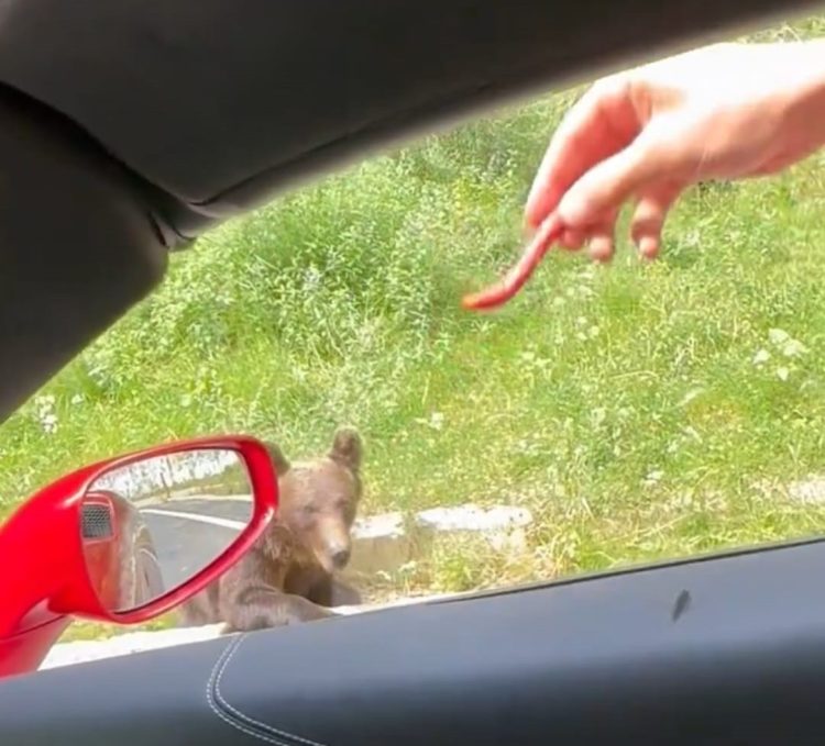 Români amendați pentru că au hrănit un urs, din mașină