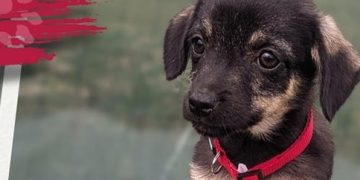 Târg de adopție și colectă de hrană pentru animalele fără stăpân în Baia Mare