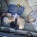 Canabis descoperit de polițiștii de frontieră în portbagajul unui francez