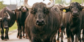 Festivalul Bivolului din Țara Lăpușului, la Suciu de Jos