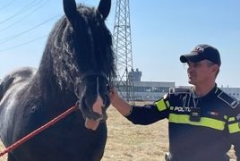 Verificări riguroase efectuate de polițiști la festivalul ecvestru desfășurat în Baia Mare