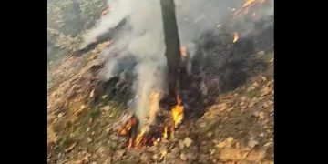O pădure din zona Ferneziu a luat foc. Au intervenit pompieri, localnici și silvici – foto