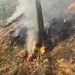 O pădure din zona Ferneziu a luat foc. Au intervenit pompieri, localnici și silvici – foto