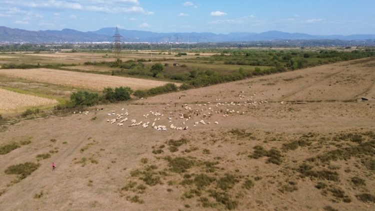 Nou incendiu de vegetație. În livada din Ardusat