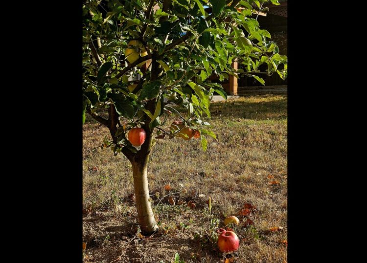 PSIHOLOGUL DE SERVICIU: Un mod bun de a conștientiza și înțelege propriile trăiri este să ne oprim puțin și să ne punem întrebări despre cum ne simțim…