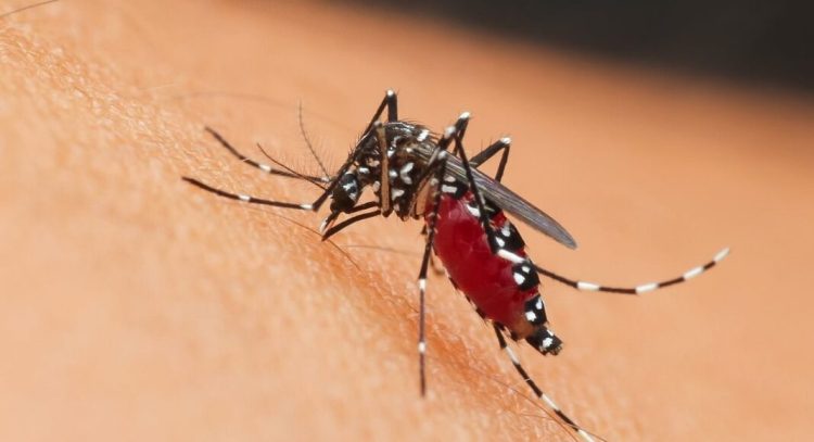 INSP anunță 73 de cazuri de infecţie cu virusul West Nile și 9 decese. Recomandări pentru populație