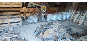 Opt persoane prinse în flagrant delict de polițiști, în timp ce desfășurau activități infracționale în fondul forestier – rezervație naturală