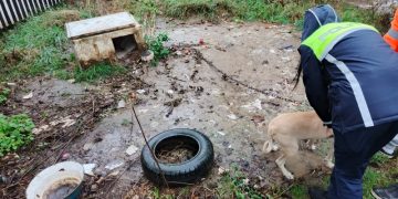 Băimărean suspectat că desfășoară activități ilicite cu câini. A fost sancționat contravențional