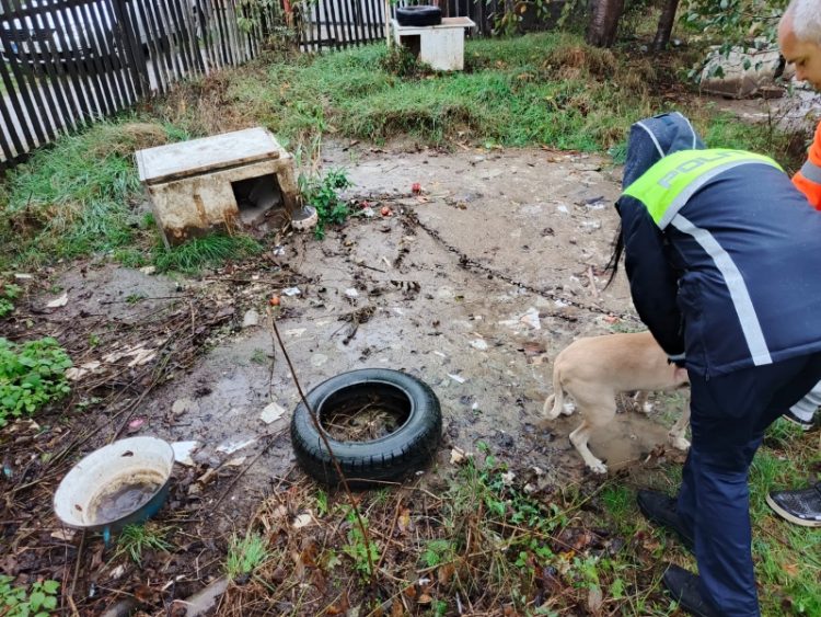 Băimărean suspectat că desfășoară activități ilicite cu câini. A fost sancționat contravențional