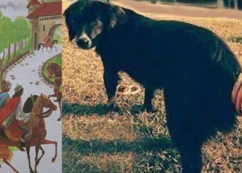 Ep.13. Povești din Regatul Maramureșului: Câinele și covrigii din coadă