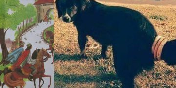 Ep.13. Povești din Regatul Maramureșului: Câinele și covrigii din coadă