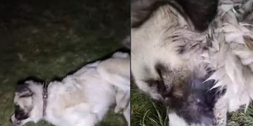 Câine otrăvit în Berchezoaia