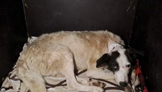 Câine rănit ținut în condiții grele de o femeie din Ardusat, salvat la timp de polițiști!