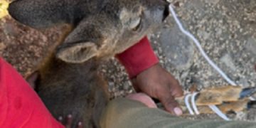 Pui de căprior, ținut captiv la Vălenii Lăpușului, salvat de polițiști