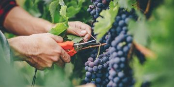 Festivalul Strugurilor din Săsar a ajuns la ediţia a-XI-a