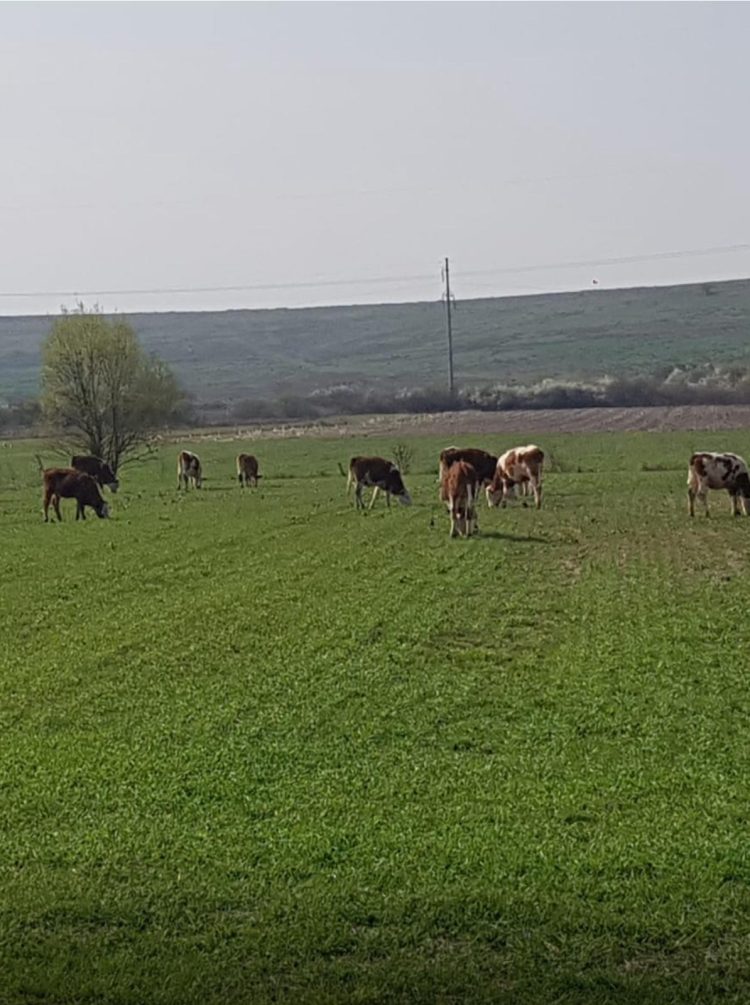 DE LA CITITORII DIN LĂPUȘEL: Vacile distrug recoltele oamenilor