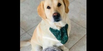 OAMENI FĂRĂ SUFLET: A furat un câine și l-a ucis cu sânge rece. VIȘEU DE SUS