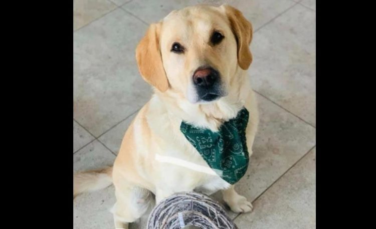 OAMENI FĂRĂ SUFLET: A furat un câine și l-a ucis cu sânge rece. VIȘEU DE SUS