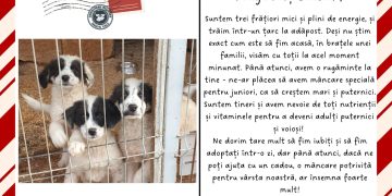 Fii Moș Crăciun pentru un suflet blănos!