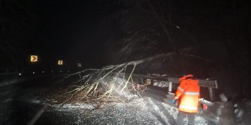 Copac prăbușit de rafalele puternice de vânt în Pasul Gutâi – foto