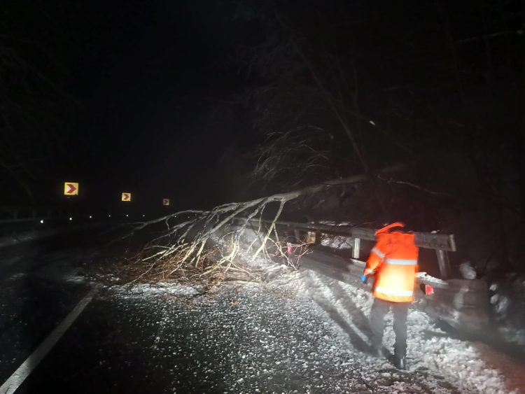 Copac prăbușit de rafalele puternice de vânt în Pasul Gutâi – foto