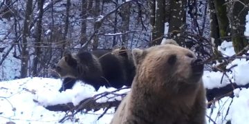 O ursoaică cu doi pui a fost filmată într-o pădure din Maramureș