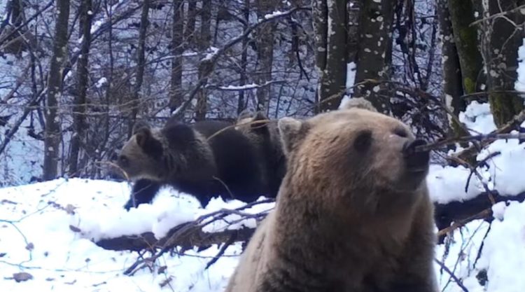 O ursoaică cu doi pui a fost filmată într-o pădure din Maramureș