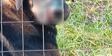 Intervenţie a polițiștilor maramureșeni pentru salvarea unui câine maltratat şi abandonat