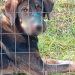 Intervenţie a polițiștilor maramureșeni pentru salvarea unui câine maltratat şi abandonat