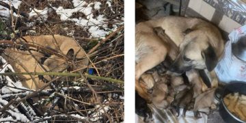 Abandonul unui animal doare, mai ales în mijloc de iarnă! Caz revoltător în Asuaju de Sus