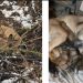 Abandonul unui animal doare, mai ales în mijloc de iarnă! Caz revoltător în Asuaju de Sus
