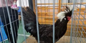 Expoziție de păsări, iepuri, porumbei și alte animale mici în Baia Mare