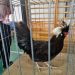 Expoziție de păsări, iepuri, porumbei și alte animale mici în Baia Mare