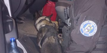 Câinele-polițist Gam, specializat pe detectarea substanţelor interzise, alături de polițiștii sigheteni într-o acțiune