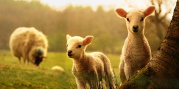 Cât va costa carnea de miel în acest an