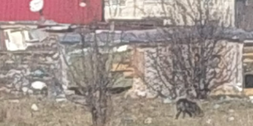 Câinii fără stăpân din Baia Mare reprezintă un pericol pentru siguranța cetățenilor. VIDEO