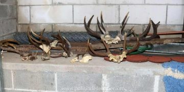 Descinderi în Maramureș. Polițiștii au confiscat o armă, muniție și trofee de cerb
