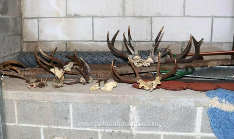 Descinderi în Maramureș. Polițiștii au confiscat o armă, muniție și trofee de cerb