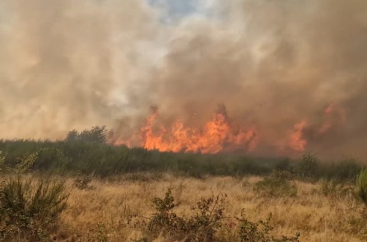 Incendiu de vegetație în Coltău! Peste 20 de hectare sunt afectate