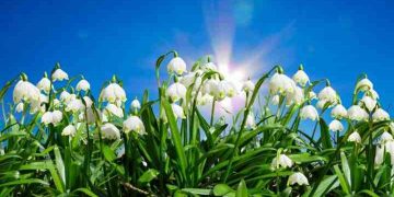 Estimare prognoza meteorologică în Maramureș