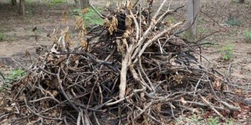 Anunț Primăria Baia Mare. Programul de colectare a deșeurilor vegetale în perioada 12 martie – 18 aprilie